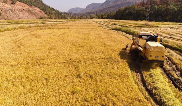 Aşırı sıcaklar "beyaz altın" çeltikte verimliliği düşürdü