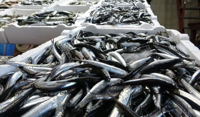 Karadeniz'de hamsi yerini istavrite bıraktı
