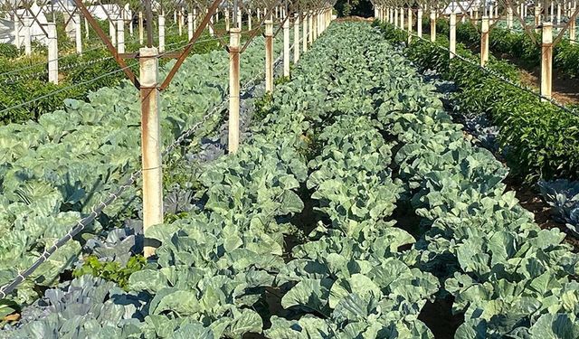 Manisalı Çiftçi Üzüm Bağında Sebze Üretip Çifte Kazanç Sağlıyor
