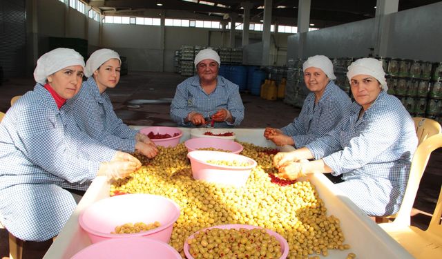 Sofralık zeytin ihracatında tarihi rekor: 255 milyon dolar gelir