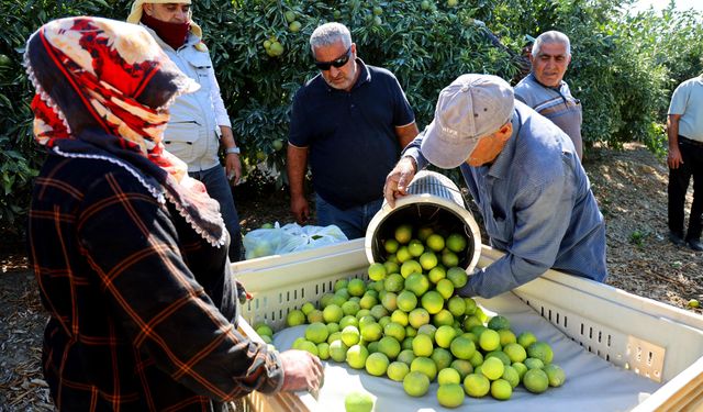 Adana’da Erkenci Mandalina Hasadı Başladı: Verim Yüzleri Güldürdü