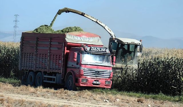 Konya Karapınar'da mısır hasadı başladı