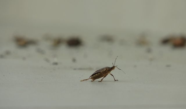 Ordu’da Kahverengi Kokarca Alarmı: Tarım Ürünleri ve Evler Tehlikede