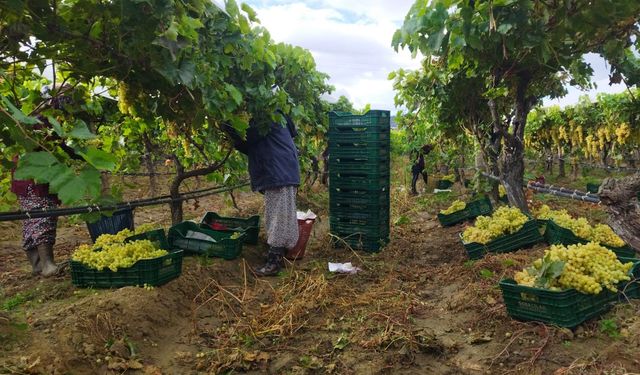 Üzüm hasadı yağmur ve çamura rağmen devam ediyor