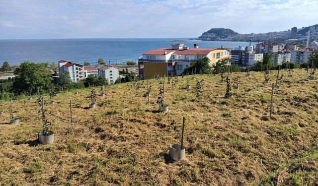 Çakıldak fındığında verim artışı sağlayacak proje sürüyor