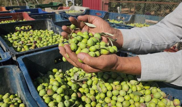 Sofralık Zeytin Hasadı Başladı: Kilogram Fiyatı 55 TL’den Alıcı Buluyor