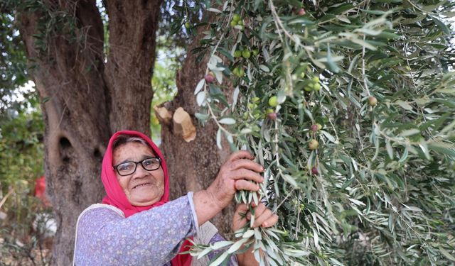 Asırlık Zeytin Ağaçlarında Hasat Başladı