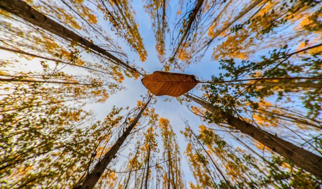 Altın ve kızılın dansı: Erzincan’ın dağları sonbahar güzelliğiyle büyülüyor