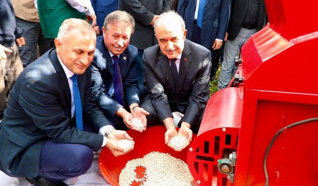 Coğrafi İşaretli “Akkuş Şeker Fasulyesi”nde Hasat Başladı