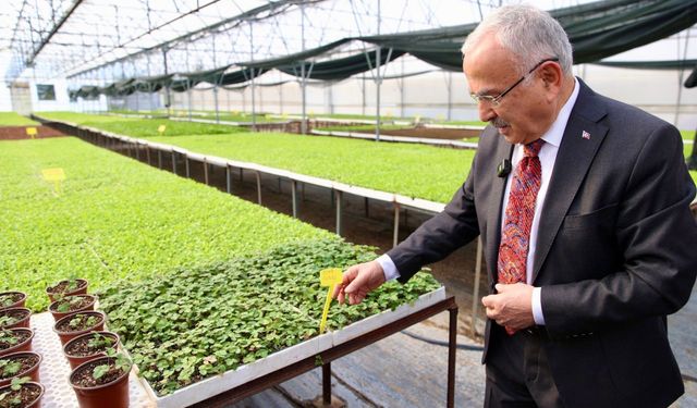 Ordu Büyükşehir Belediyesi 4,6 Milyon Sebze Fidesini Üreticilere Dağıttı