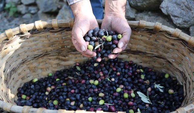 Artvin’de Butko zeytininin taban fiyatı 300 TL olarak belirlendi