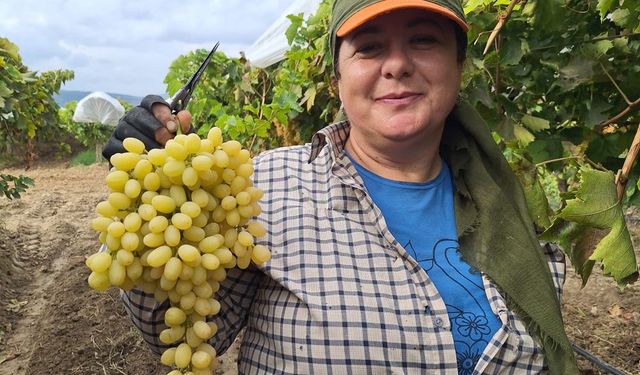 Ekim ayı bitiyor ama üzüm hasadı halen daha devam ediyor