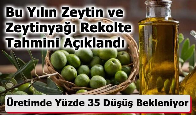 Bu Yılın Zeytin ve Zeytinyağı Rekolte Tahmini Açıklandı