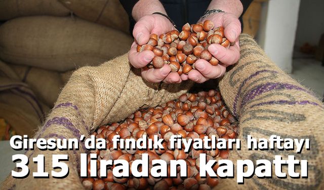 Giresun’da fındık fiyatları haftayı 315 liradan kapattı