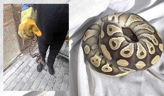 Konya’da Cebinden Yavru Piton Çıkan Şahıs Gözaltına Alındı