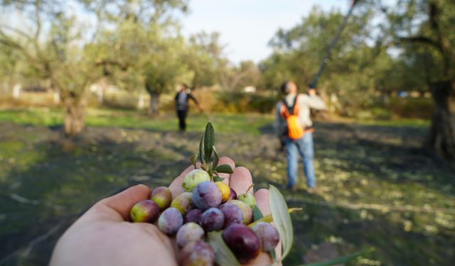 Zeytin Hasadı ve Ara Tatil Buluştu: Ayvalık Sonbaharın Gözdesi Oldu