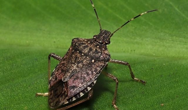 Kahverengi Kokarca Fındık Zararı Yüzde 100’e Yaklaştı