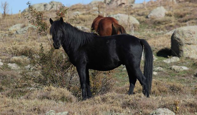Kumalar Dağı’nda Yılkı Atları ve Bulutların Dansı Büyüledi