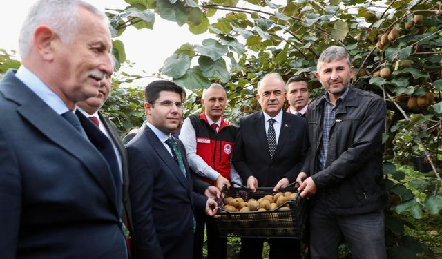 Tescilli Ordu Kivisinde Hasat Başladı