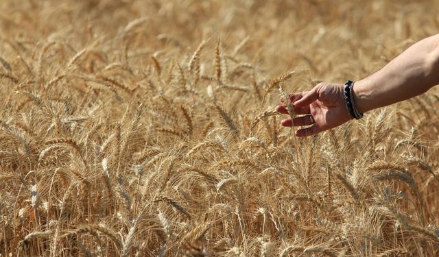 Küresel Tahıl Üretimi Tüm Zamanların Zirvesine Ulaşıyor
