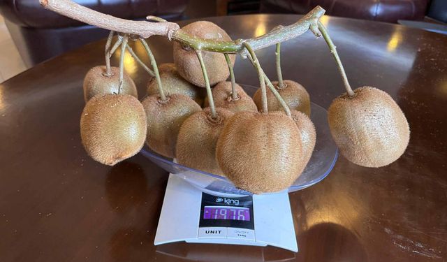 180 Gramlık Dev Kivi Noter Huzurunda Tescillendi