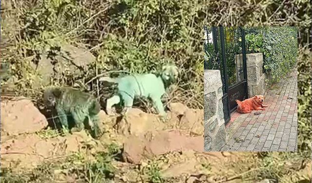 Kocaeli’de Boyanmış Köpeklerin sırrı ne?