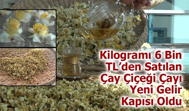 Kilogramı 6 Bin TL’den Satılan Çay Çiçeği Çayı Yeni Gelir Kapısı Oldu