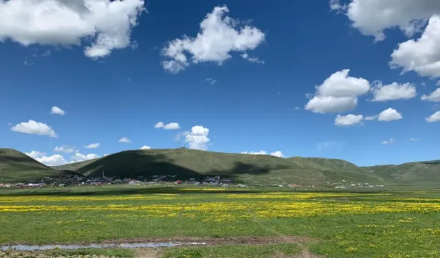 Koyun Sürüsü Şehit Mezarını Ortaya Çıkardı: 90 Yıllık Sır Böyle Çözüldü!