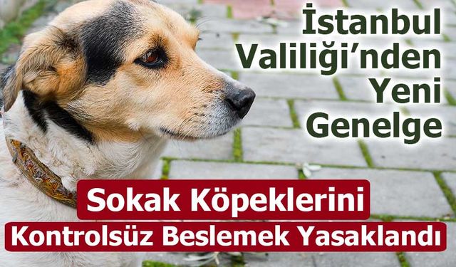 İstanbul Valiliği’nden Yeni Genelge: Sokak Köpeklerini Kontrolsüz Beslemek Yasaklandı