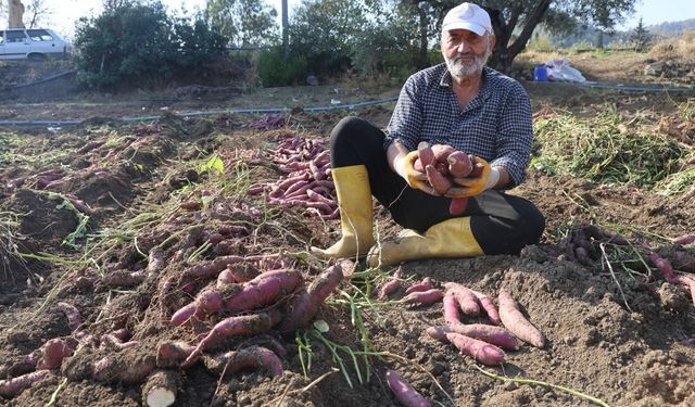 Kuraklık nedeniyle verimin yarı yarıya düştüğü tatlı patateste son hasat yapıldı