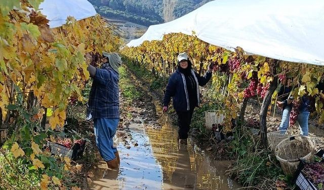 Yağmur ve çamura aldırış etmeden üsüm hasadı sürüyor!