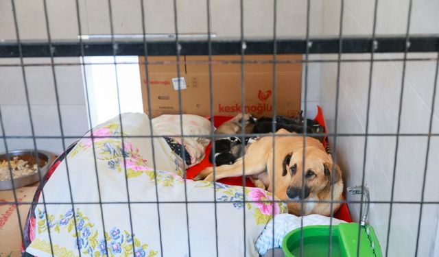 Manisa’da Sahiplendiği Köpekleri Sokağa Terk Eden Kadına 172 Bin TL Ceza