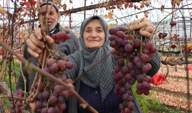 Feruziye Nine’den Kış Ortasında Üzüm Hasadı