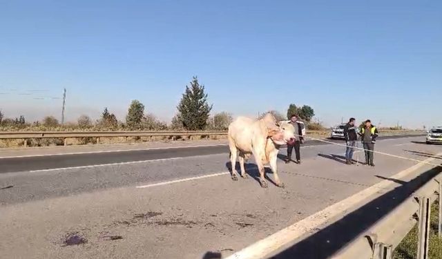 Firari angusları uyuşturucu iğneyle vurdular!