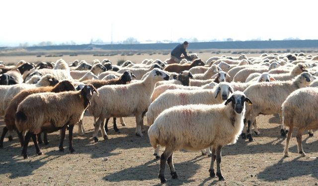 Kurak ve Ilık Hava Küçükbaş Üreticisini Meraya Döndürdü