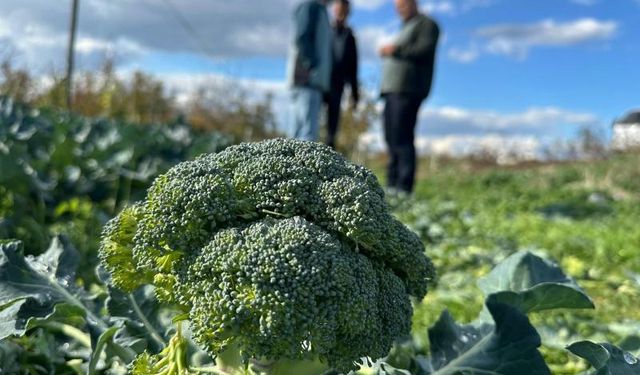 Tarlada 10 Lira Olan Brokoli Pazarda 70 Liraya Satılıyor