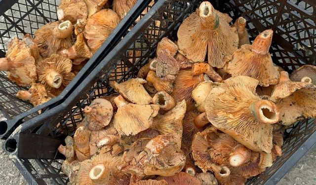 Yağmur Yağdı, Kanlıca Mantarı 300 TL’den 100 TL’ye Düştü