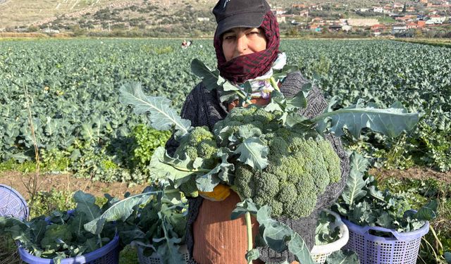 Brokoli Hasadı Başladı: Yeşil Altın Tarladan Pazara Üçe Katlanıyor