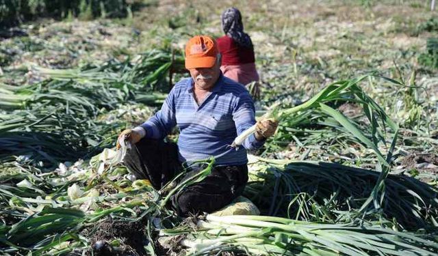 Kozan'da pırasa hasadı başladı: 20-22 TL'den alıcı buluyor