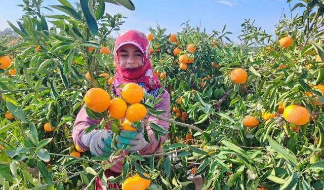 Yeni Yıl Öncesi Narenciye İhracatı Hızlandı: Fiyatlar Düşük, Hasat Yoğun