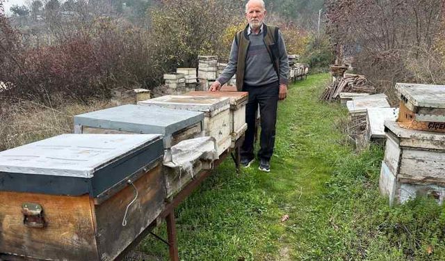 Zirai İlaçlar Arıları Vurdu: Bursa’da Milyonlarca Arı Telef Oldu