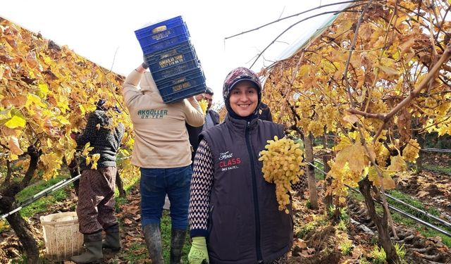 Yeni yıl üzümleri yola çıkmaya başladı