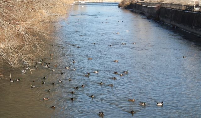 Sibirya’dan göç eden yeşilbaşlı ördekler Çoruh Nehri’ni mesken tuttu
