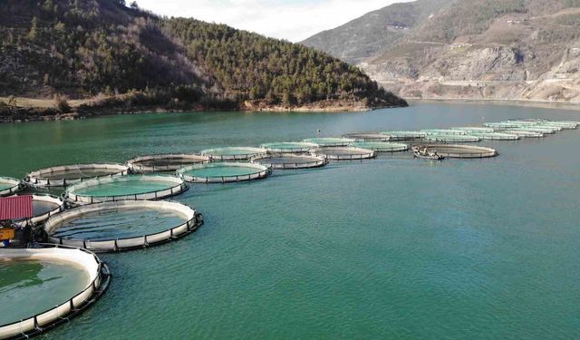 Türk somonu ihracatı 500 milyon dolara ulaştı