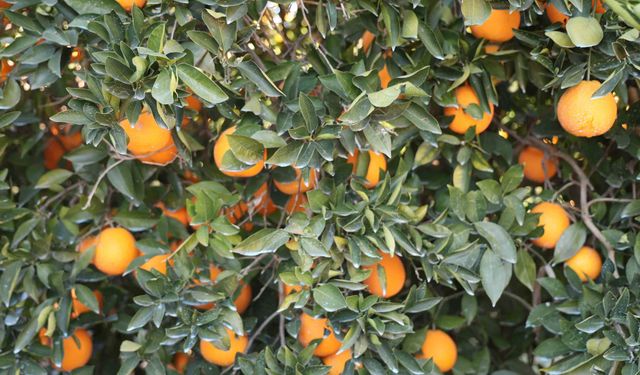 Tescilli Kozan Portakalında Hasat Başladı: Bahçede Kilosu 10-13 TL