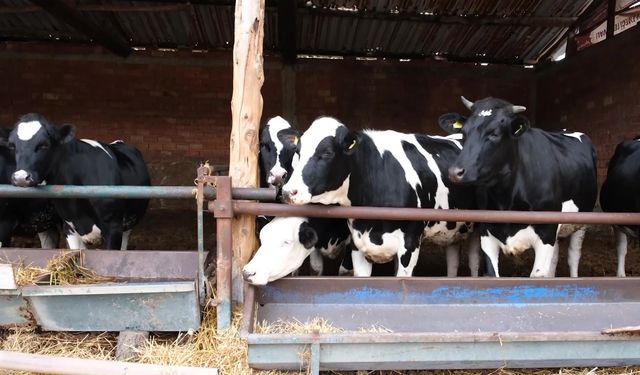 Pilot uygulama Amasya’da başladı: Süt ineklerinden etçi buzağı üretilecek