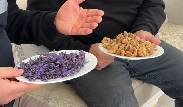 "Yapamazsın" diyenlere inat yetiştirdiği safran ve salebi evinde tüketiyor