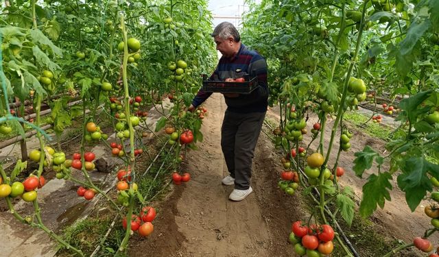 Simav'da yetişen 'coğrafi işaretli' Eynal domatesi pazarlarda ilgi görüyor