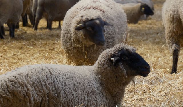 Bandırma Koyunu ırk tesciline hazırlanıyor!