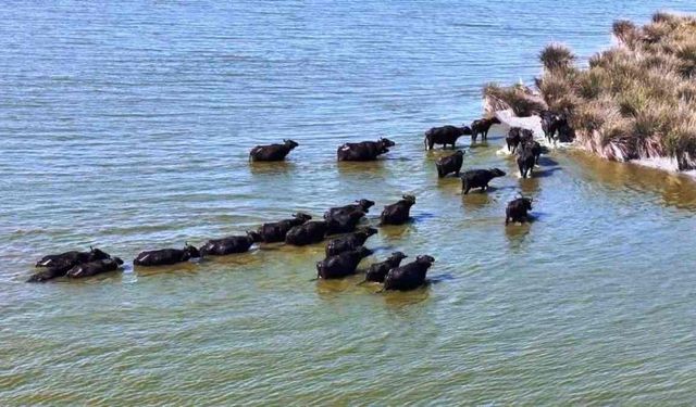 Hayvancılıkta Samsun farkı: 19 bin 495 manda ile Türkiye birincisi